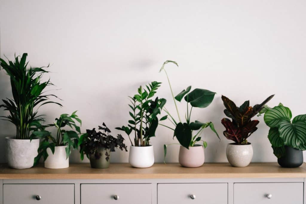 Ilustrasi tanaman indoor untuk rumah minimalis