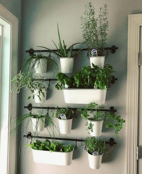 Tanaman indoor herbs untuk rumah minimalis