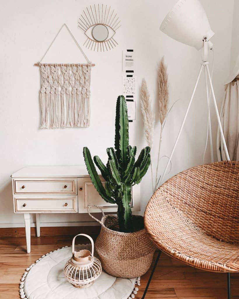 Tanaman indoor kaktus untuk rumah minimalis