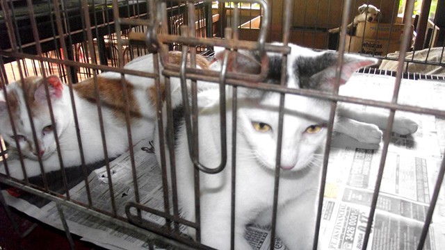 adopsi kucing di pejaten shelter
