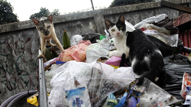 kucing jalanan yang ada di Jakarta