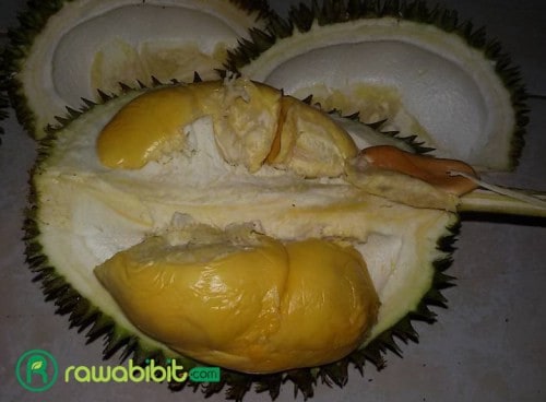 Durian D24, durian asli Malaysia