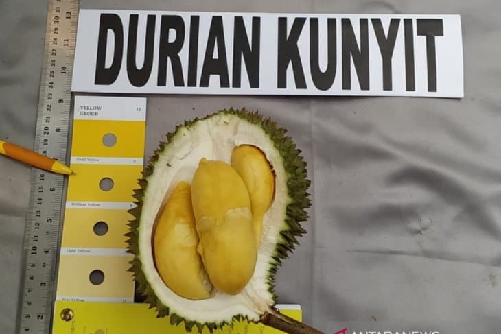 Durian Kunyit