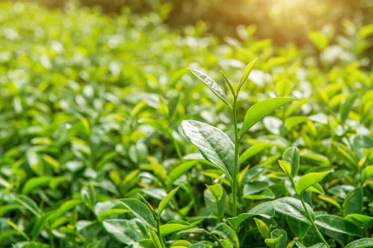 tea tree jenis essential oil