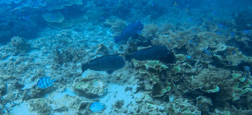 3 Bumphead Fish while Scuba Diving Encounter