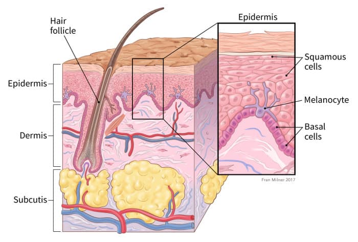 Cross-section kulit dan cross-section epidermis kulit