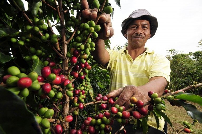 petani sedang memanen buah kopi yang meruapakan salah satu proses pengolahan kopi dari hulu ke hilir