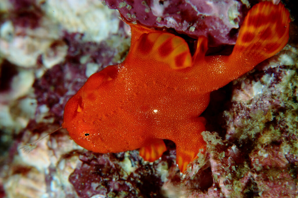 Juvenile painted frogfish (Antennarius pictus) adalah sejenis frogfish dengan warna merah terang seperti ikan koi. Merupakan satwa laut unik Selat Lembeh. Harus difoto saat Scuba Diving!