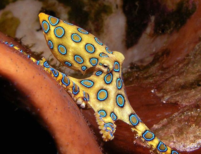 Gurita cincin biru (Hapalochlaena spp.) adalah gurita beracun dengan motif cincin biru. Gurita ini berwarna kuning. Salah satu satwa laut unik Selat Lembeh. Teman menyelam yang indah.