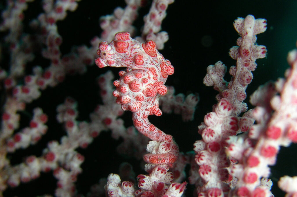 Pygmy seahorse (Hippocampus bargibanti atau Hippocampus denise) adalah sejenis kuda laut dengan motif merah, putih, dan bintik yang indah. 