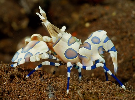 Harlequin Shrimp (Hymenocera elegans) merupakan udang sejenis lobster dengan paduan warna biru dan putih. Merupakan satwa laut unik Selat Lembeh.
