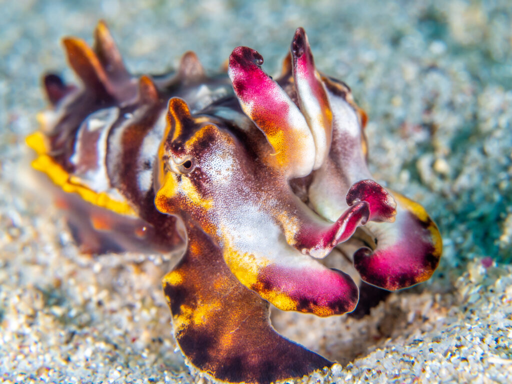 Flamboyant Cuttlefish (Metasepia pfefferi) berwarna ungu dan kuning, salah satu satwa unik di Selat Lembeh.