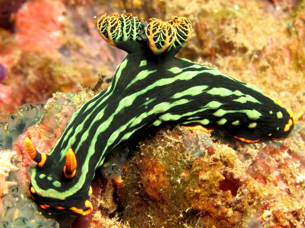 Nudibranch adalah sejenis lintah laut dengan paduan warna yang sangat menawan. Mulai dari hijau, jingga, merah, maupun biru. Selat Lembeh adalah habitat satwa laut unik ini. Wajib dilihat saat Scuba Diving!