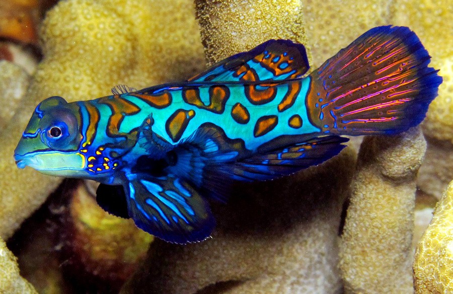 Mandarin Fish (Synchiropus splendidus) adalah sejenis ikan kecil dengan penampakan yang sangat indah. Berwarna biru terang dengan motif jingga, penampilannya sangat memukau. Salah satu satwa laut unik Selat Lembeh. Objek yang dicari-cari saat Scuba Diving.