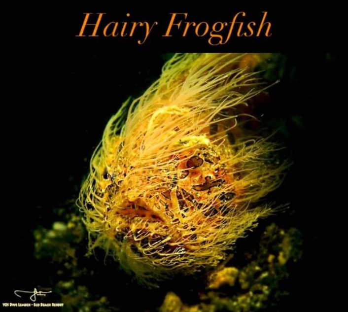 Hairy Frogfish ikan yang berada di resort yosdivelebeh