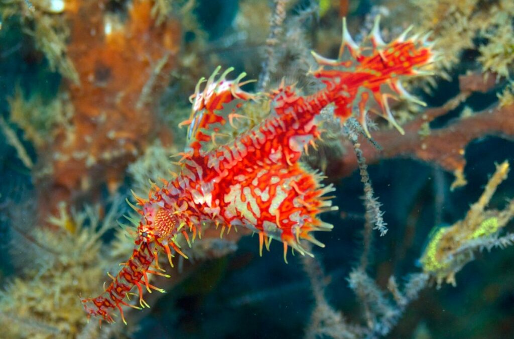 Ornate ghost piperfish (Solenostomus paradoxus) adalah satwa unik dengan paduan warna merah, jingga, dan putih. Salah satu satwa laut unik Selat Lembeh.