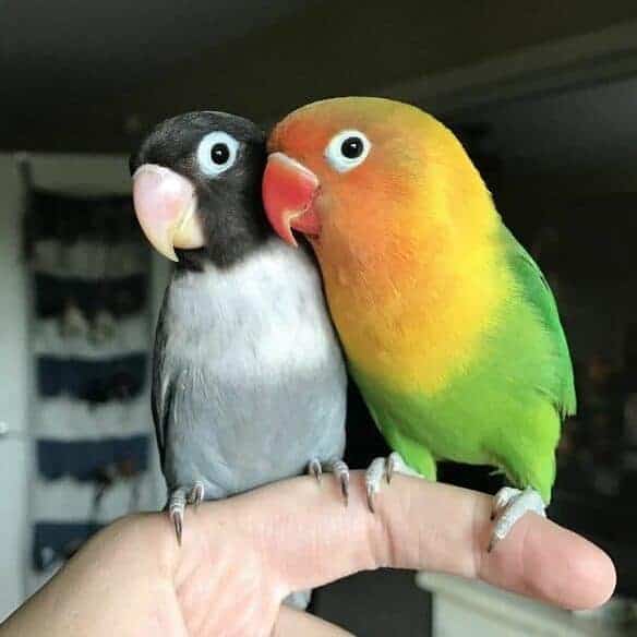 Burung Love Bird