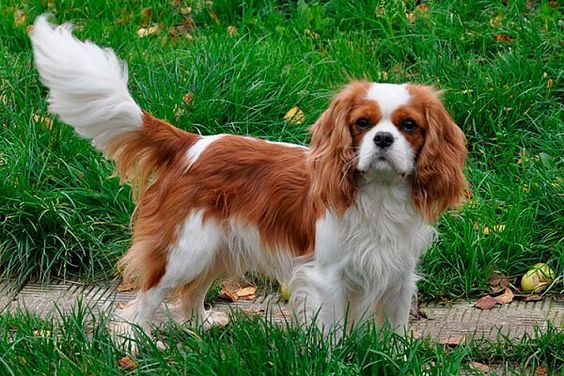 Anjing ini mempunyai telinga yang panjang dan berbulu yang tebal. di kenal dengan cavalier king charles spaniel.