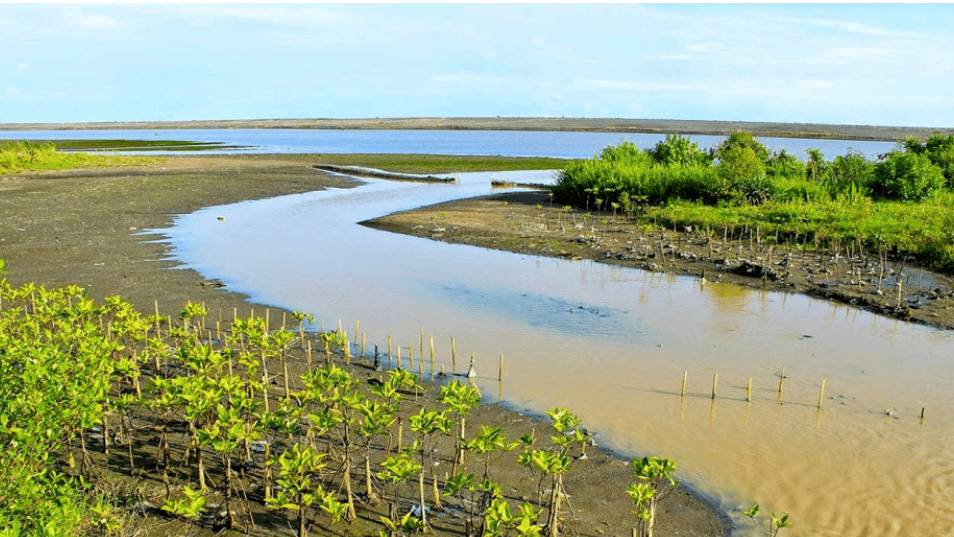 wisata-hutan-mangrove
