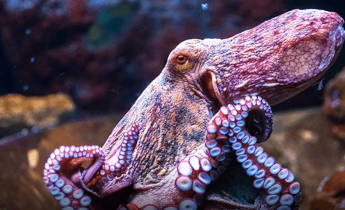 Gurita di Jakarta Aquarium